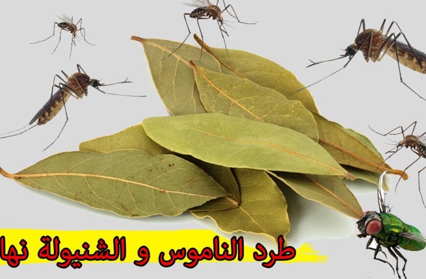 طرق للتخلص من الناموس والحشرات