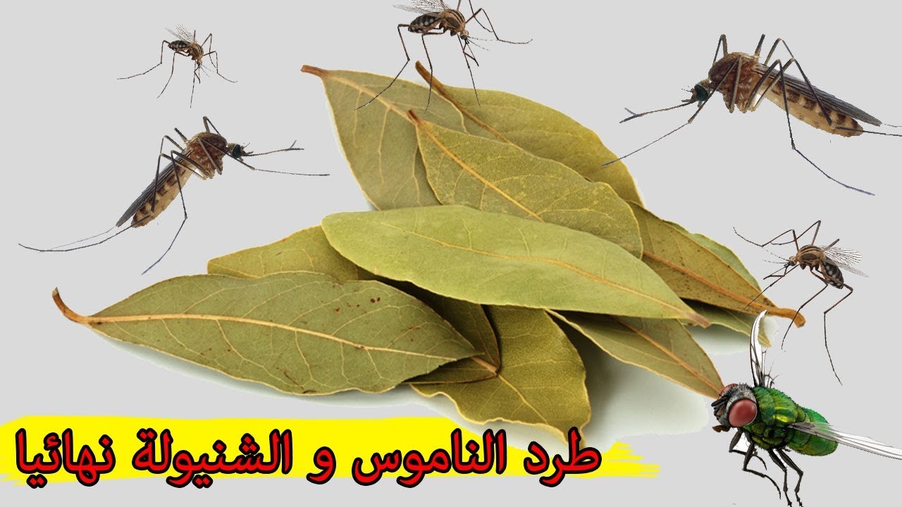 طرق للتخلص من الناموس والحشرات