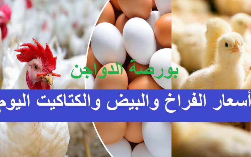 أسعار الفراخ اليوم في الاسواق المصرية البلدي و البيضاء و الساسو وسعر كرتونة البيض
