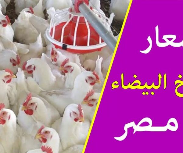 أسعار بورصة الدواجن اليوم الأحد