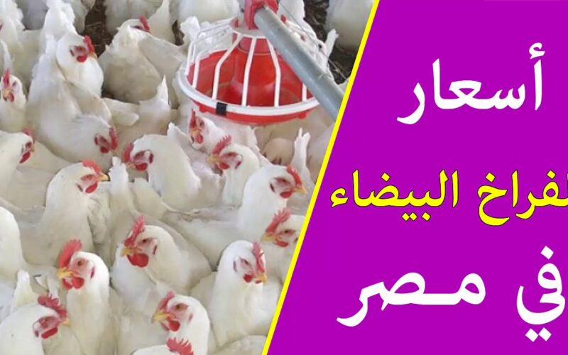 أسعار بورصة الدواجن اليوم الأحد