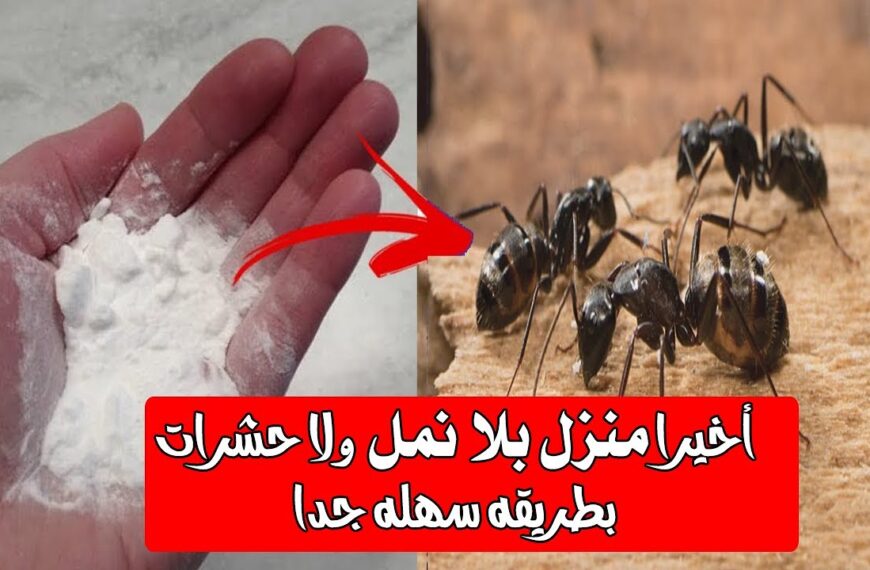 التخلص من النمل من البيت بطرق طبيعية