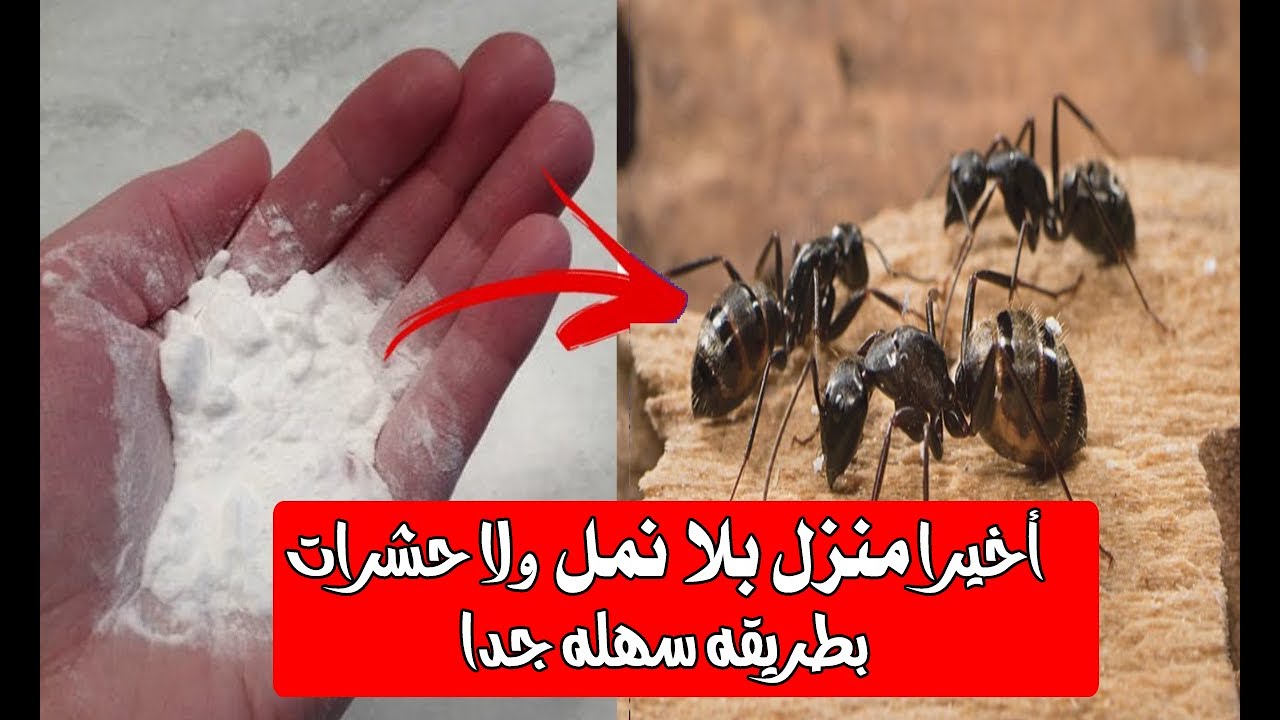 التخلص من النمل من البيت بطرق طبيعية