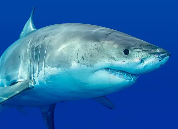 حيوان يبدأ بحرف القاف *القِرش* – سيد أعماق البحار