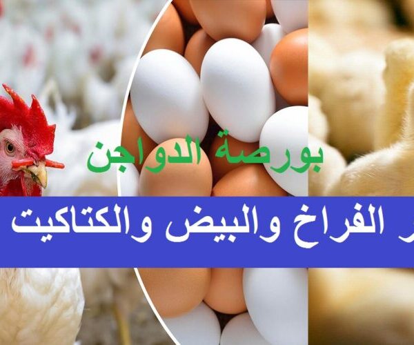 أسعار الفراخ والبيض اليوم في الأسواق