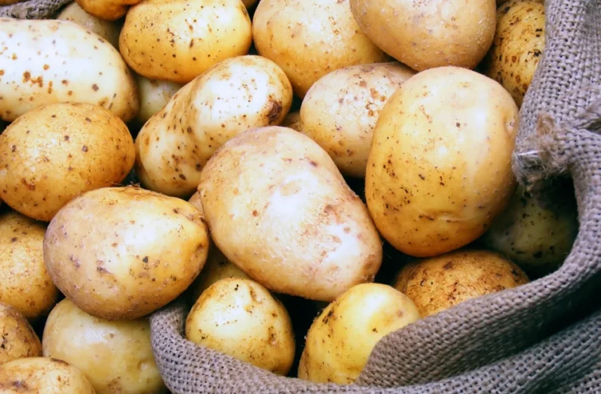 ارتفاع أسعار البطاطس اليوم