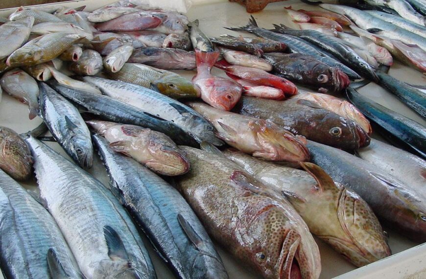 الفرق بين السمك البلطي البلدي والمزارع