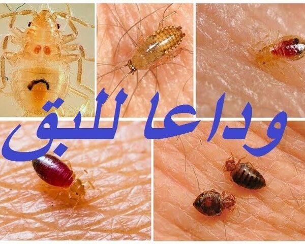 طريقة التخلص من حشرة بق الفراش