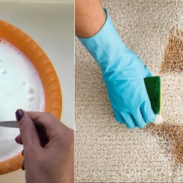 تنظيف السجاد على الناشف بدون غسيل