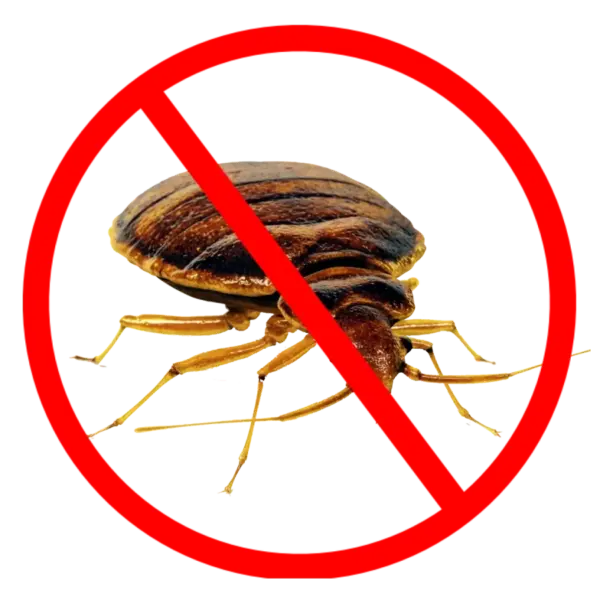 ركن كلين شركة مكافحة بق الفراش بالرياض بخدمة سريعة ومضمونة
