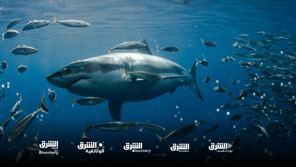 أبرز الوثائقيات على قناة الشرق