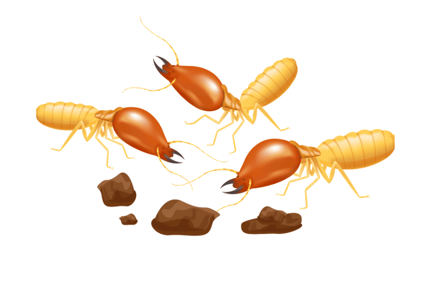 شركة مكافحة النمل الأبيض في عجمان