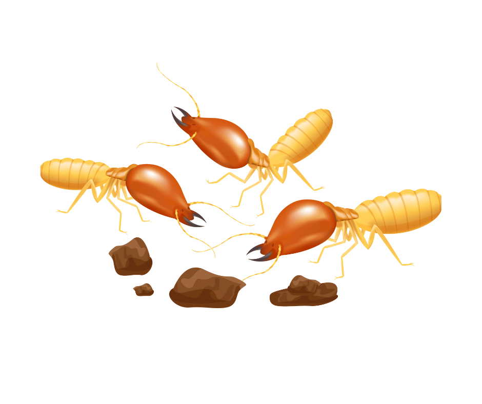 شركة مكافحة النمل الأبيض في عجمان