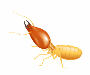 شركة مكافحة النمل الأبيض في عجمان