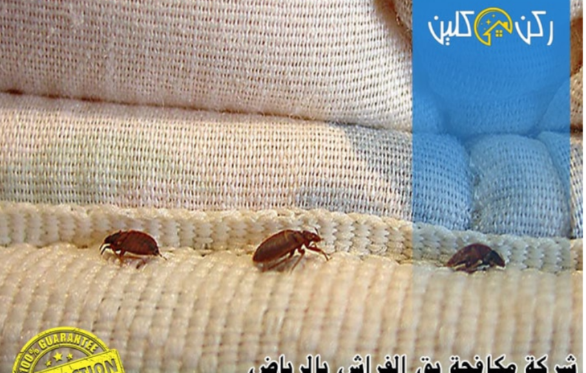 مكافحة الفئران وبق الفراش بالرياض بضمان مكتوب